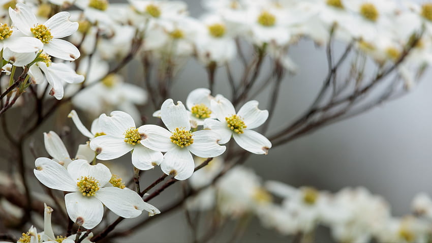 Бели дрянови цветя Венчелистчета Клони на дървета Размазване на фона Цветя HD тапет
