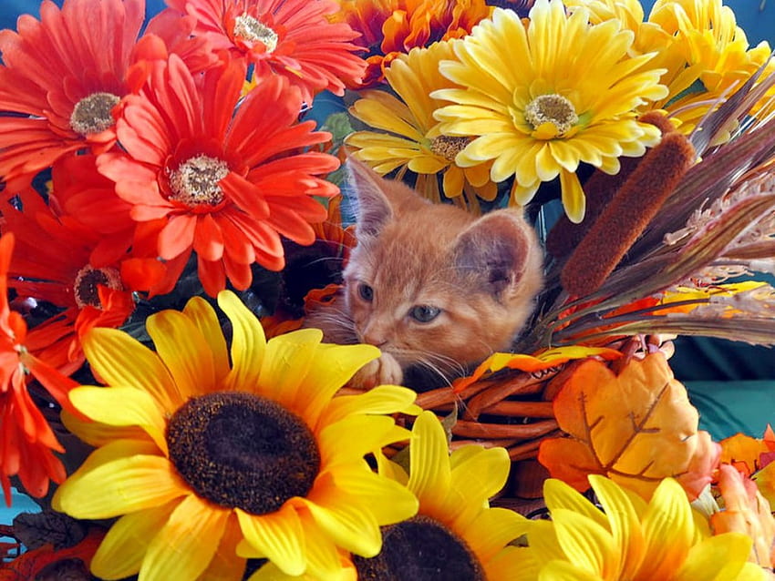 Thanksgiving-Kätzchen, Kätzchen, süß, Thanksgiving, Kitty, Herbst, Garten, süß, versteckt, Katze, Herbst, Blumen, entzückend, Laub HD-Hintergrundbild