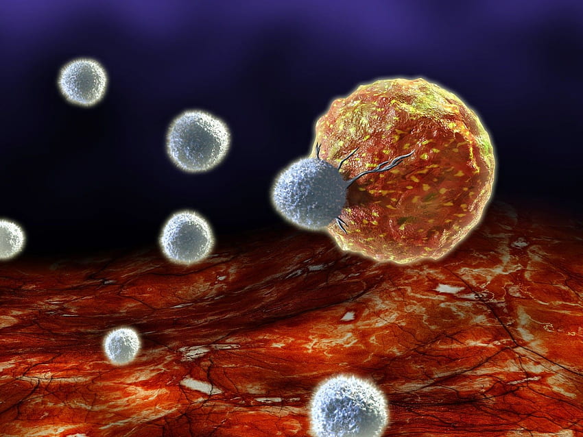 Il doppio agente del sistema immunitario alimenta lo stelo del cancro al colon, l'immunologia Sfondo HD