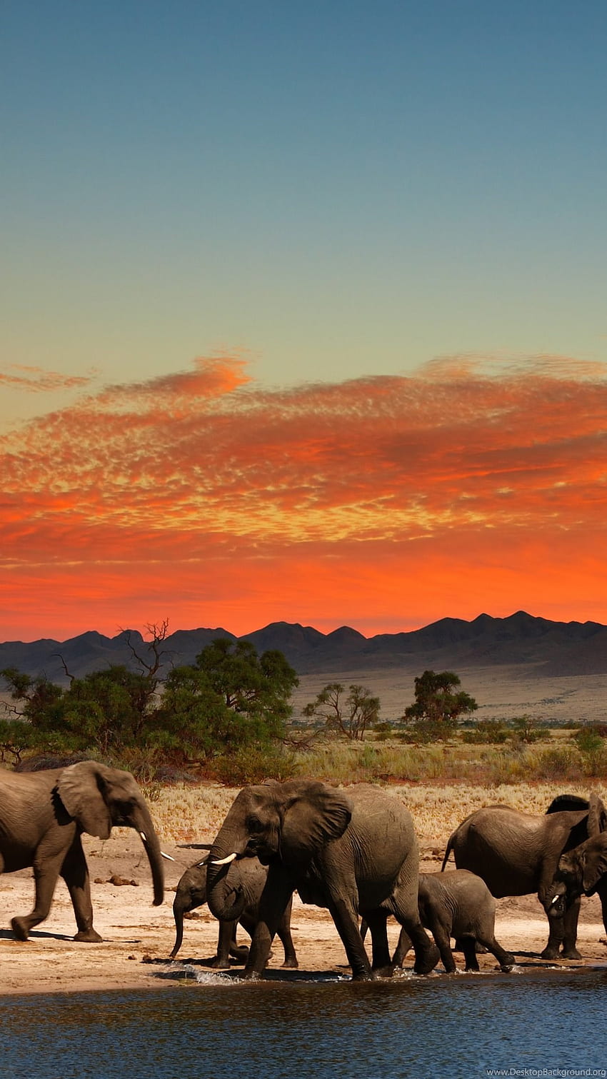 Herd Of Elephants In African Savanna Ultra Background HD phone wallpaper