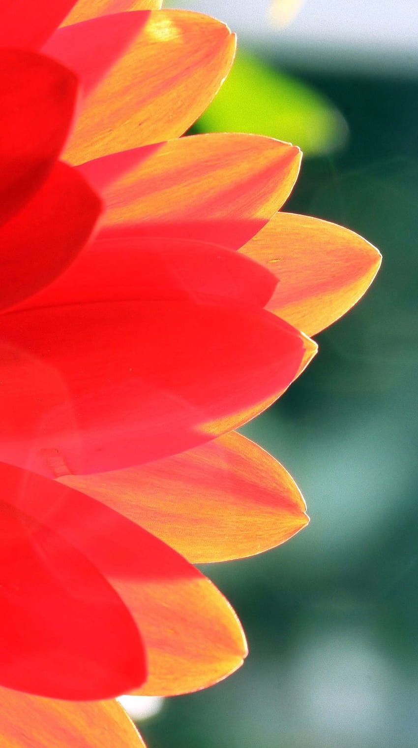 IPhone . Blütenblatt, Rot, Blume, Orange, Gelb, Rosa HD-Handy-Hintergrundbild