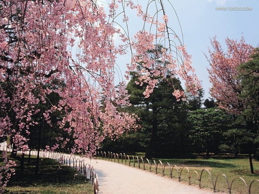 : Spring Japan Grass Sky Pink Park Travel Beautiful, Japan Tree HD wallpaper
