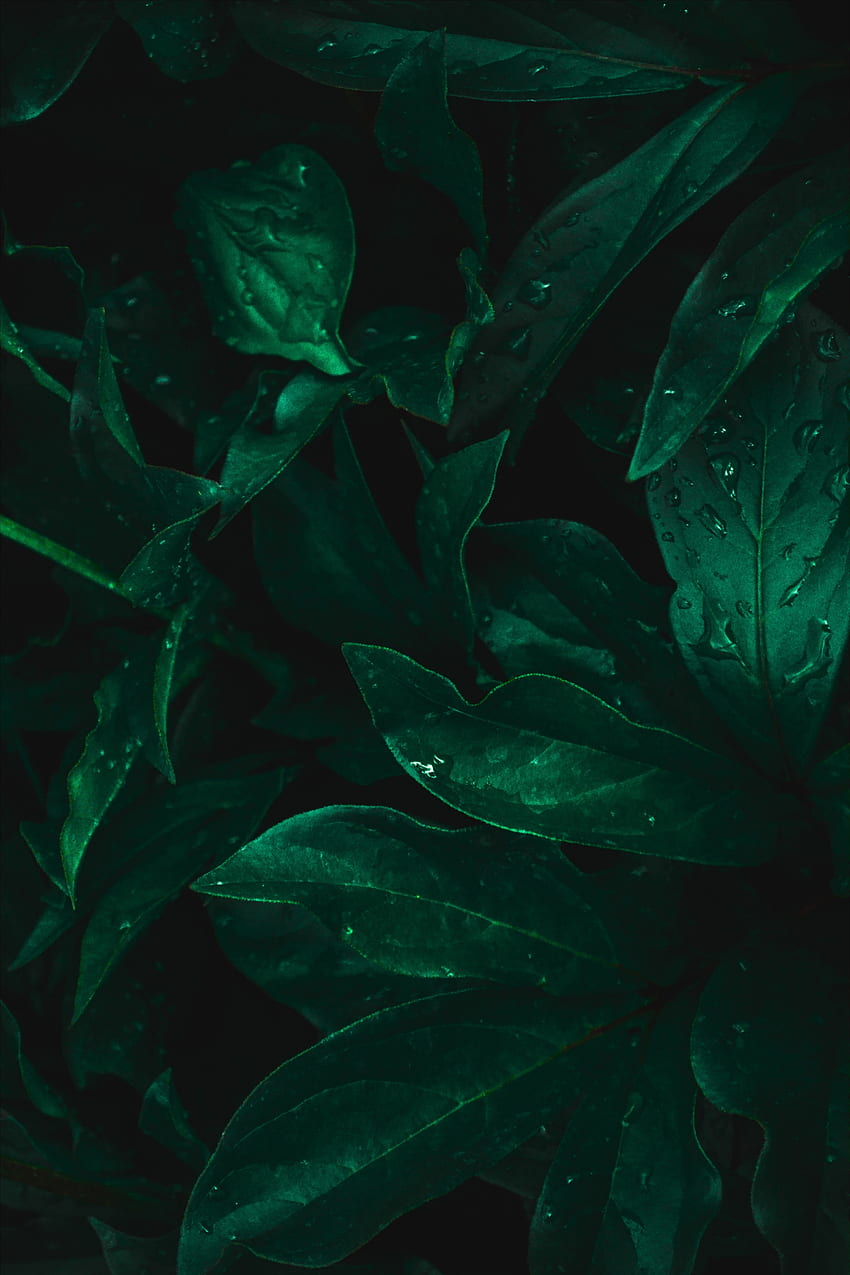 Leaves, Drops, Macro, Dark, Moisture HD phone wallpaper | Pxfuel