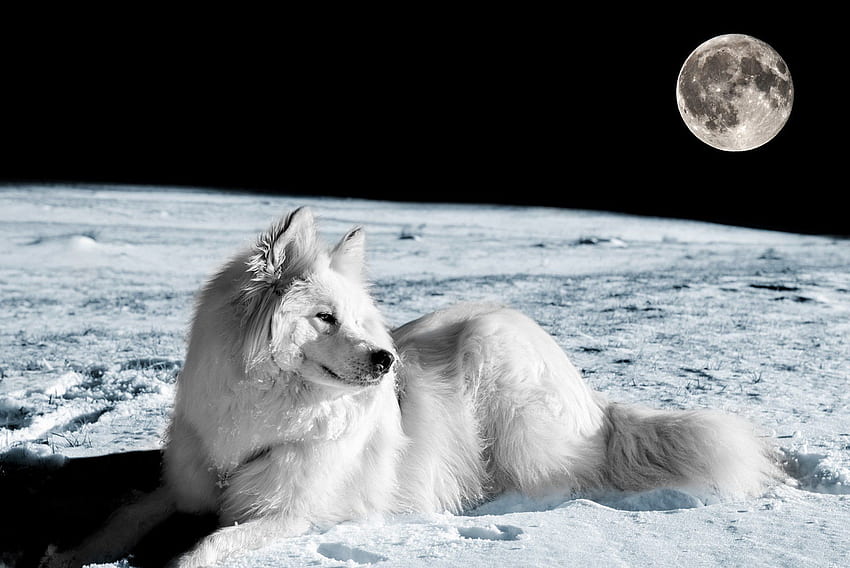 3840x2160px, 4K Free download | dog, Eyes, Friend, Moon, Fox, Foxes ...