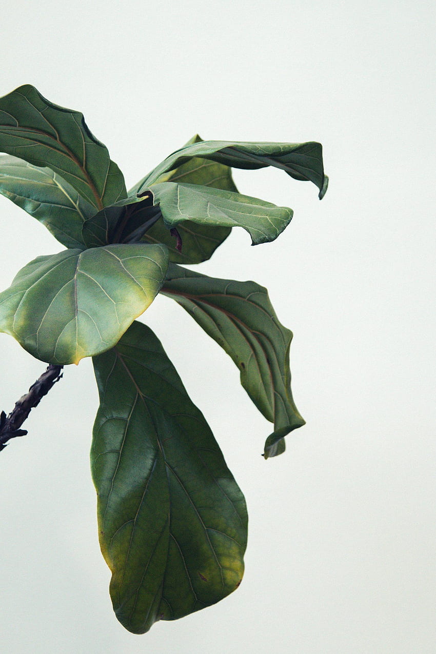 フィドル リーフ イチジク (Ficus lyrata) - 観葉植物アカデミー。 屋内植物の人のための観葉植物コースと教育。 葉 iphone, 植物 , 植物 HD電話の壁紙
