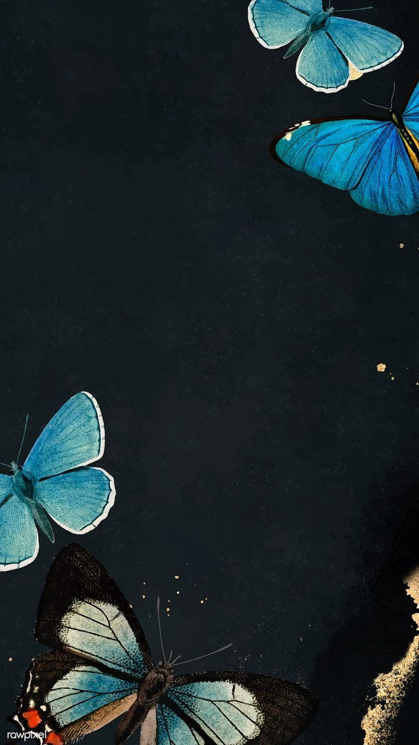 Butterfly, Turquoise Butterfly HD phone wallpaper