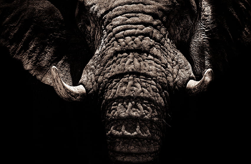 Elephant, big animal, muzzle, tusks HD wallpaper