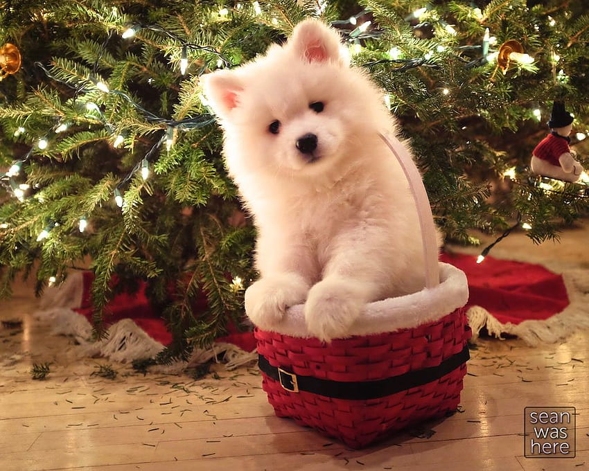 Frohe Weihnacht-Welpe - -, Frohe Weihnacht-Hund HD-Hintergrundbild