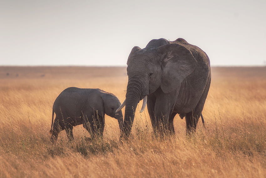 PNG , field, two, father, mother, elephant, family, africa, tanzanium, baby, serengeti HD wallpaper
