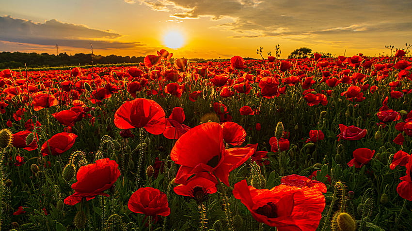 Red Common Poppy Flowers Buds Green Leaves Plants Trees Blue Sky During Sunset Nature HD wallpaper