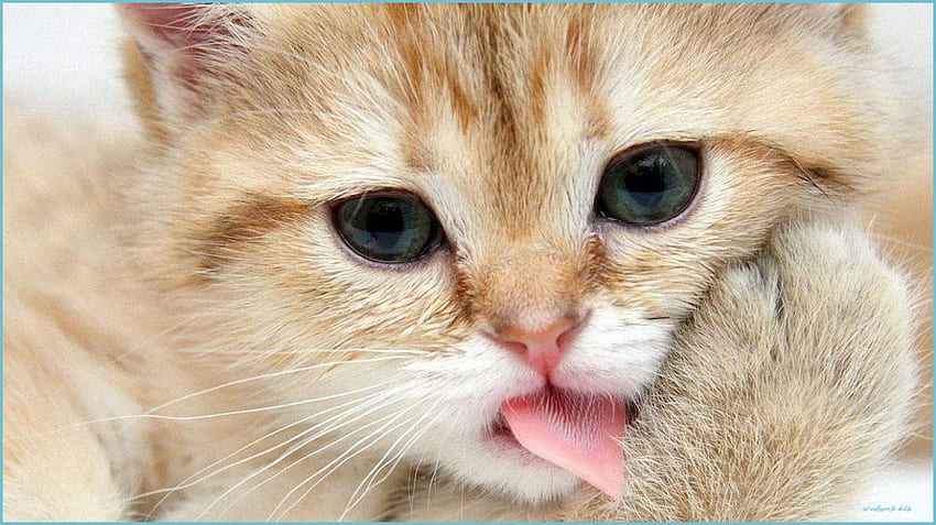 Cat For - Cat For, Funny Cat Faces HD wallpaper