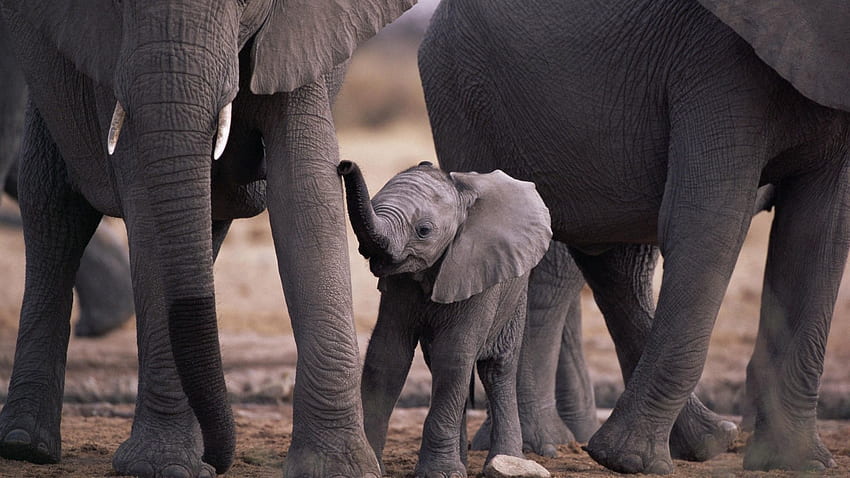 Animals, Young, Stroll, Family, Joey, Paws, Baby Elephant HD wallpaper