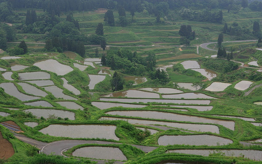田んぼ、風景、アジア、畑、日本、自然、米 高画質の壁紙