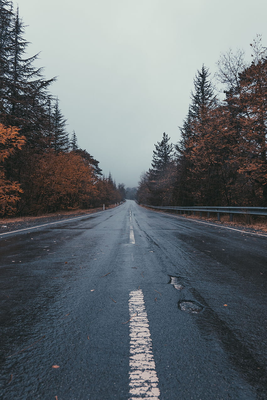 Nature, Trees, Road, Markup, Mainly Cloudy, Overcast HD phone wallpaper