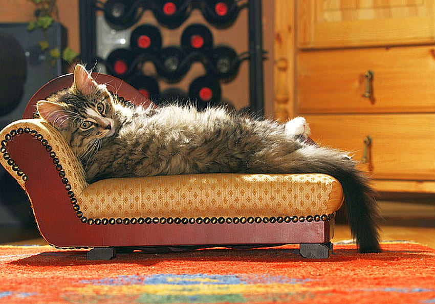 휴가 중인 고양이, 쿨 HD 월페이퍼