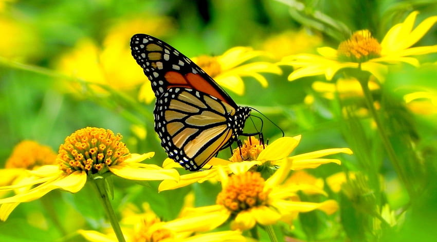 Beautifully-Colored Butterfly, butterflies, yellow flowers, flowers, butterfly HD wallpaper