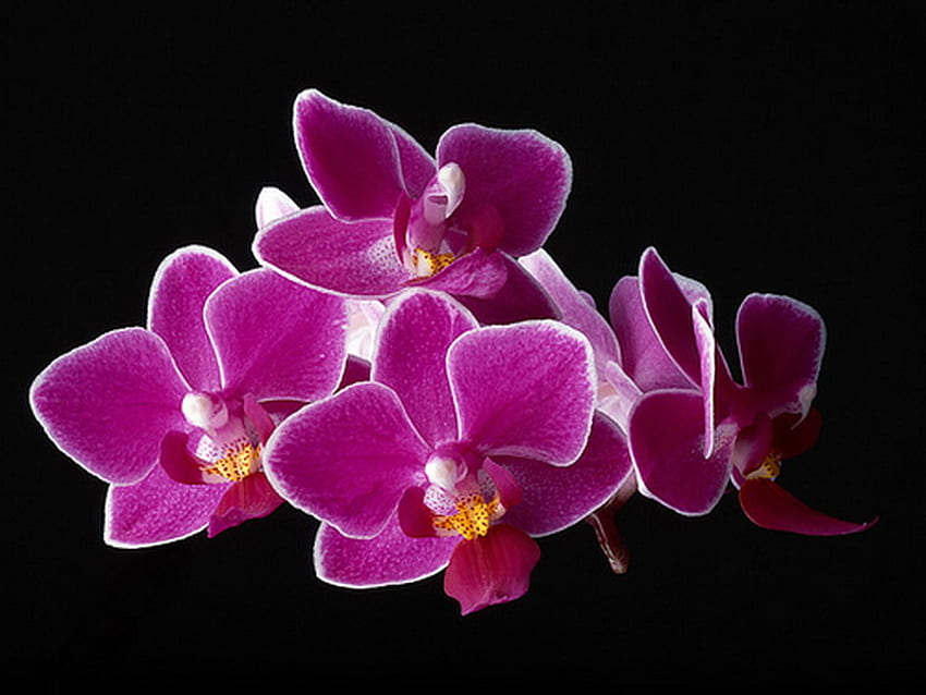 орхидея, лилаво, екзотично, цвете HD тапет