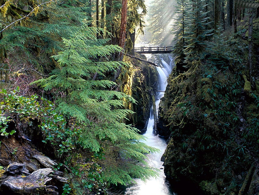 Brücke und Fall, Bäume, Wasserfall, Brücke, Natur, Wald HD-Hintergrundbild