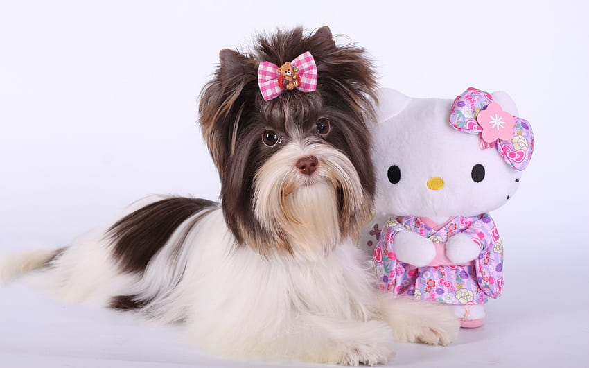 Anak anjing, anjing, mainan, putih, kucing, imut, yorkshire terrier, bow, caine Wallpaper HD