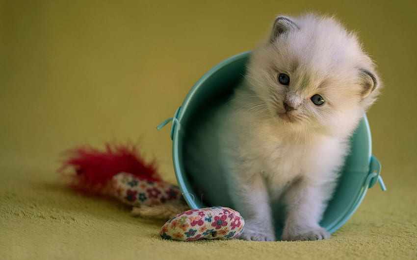 yavru kedi, mavi, tatlı, hayvan, oyuncak, beyaz, şirin, kedi, pisica, fare, sarı, saksı HD duvar kağıdı