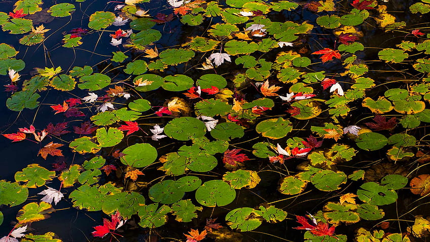 Fall Lily Pads – Bing HD wallpaper
