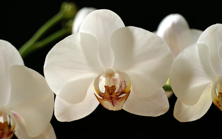 orchid white world graphy [] for your , Mobile & Tablet. Explore Black Orchid . Purple Orchid , Blue Orchid , Beautiful Orchids, Black and White Orchid HD wallpaper