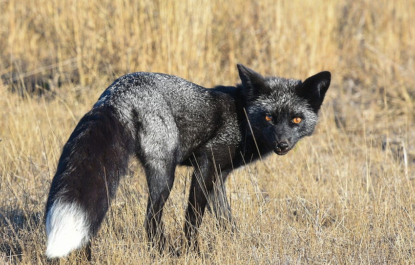 Look Background Fox Silver Fox Animals Beautiful Silver Fox