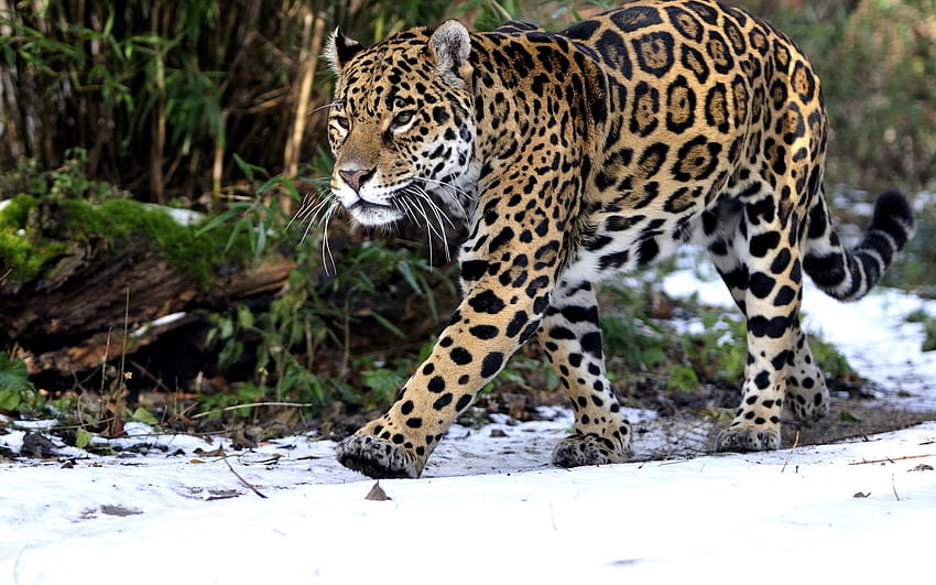 Tiere, Schnee, Leopard, Raubtier, Spaziergang HD-Hintergrundbild