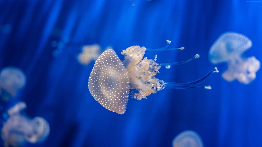 Sea Nettle, , , , Jellyfish, medusa, Genoa Aquarium, Italy, blue, water, underwater, aquarium, diving, tourism, Animals - High Resolution HD wallpaper