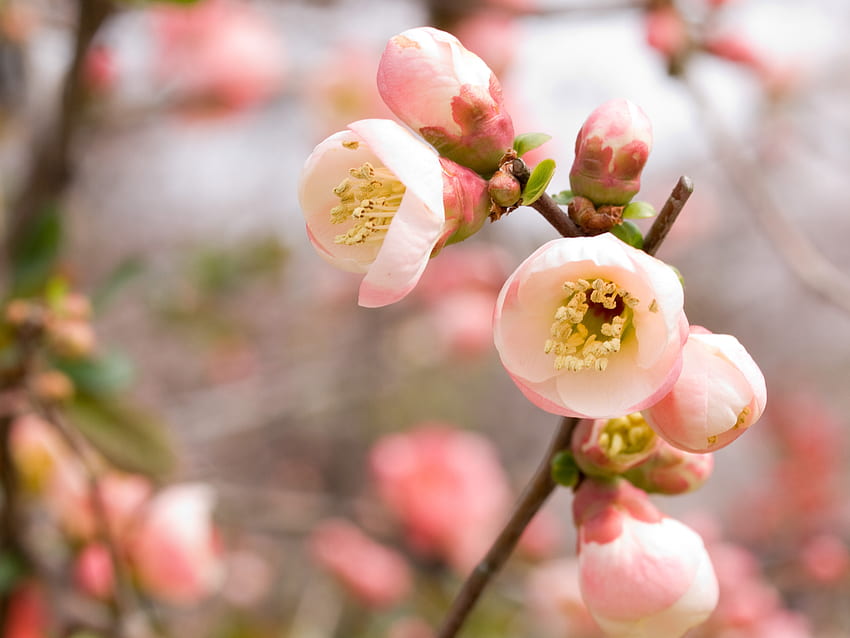 Flowers, Pink, Macro, Bloom, Flowering, Apple Tree HD wallpaper