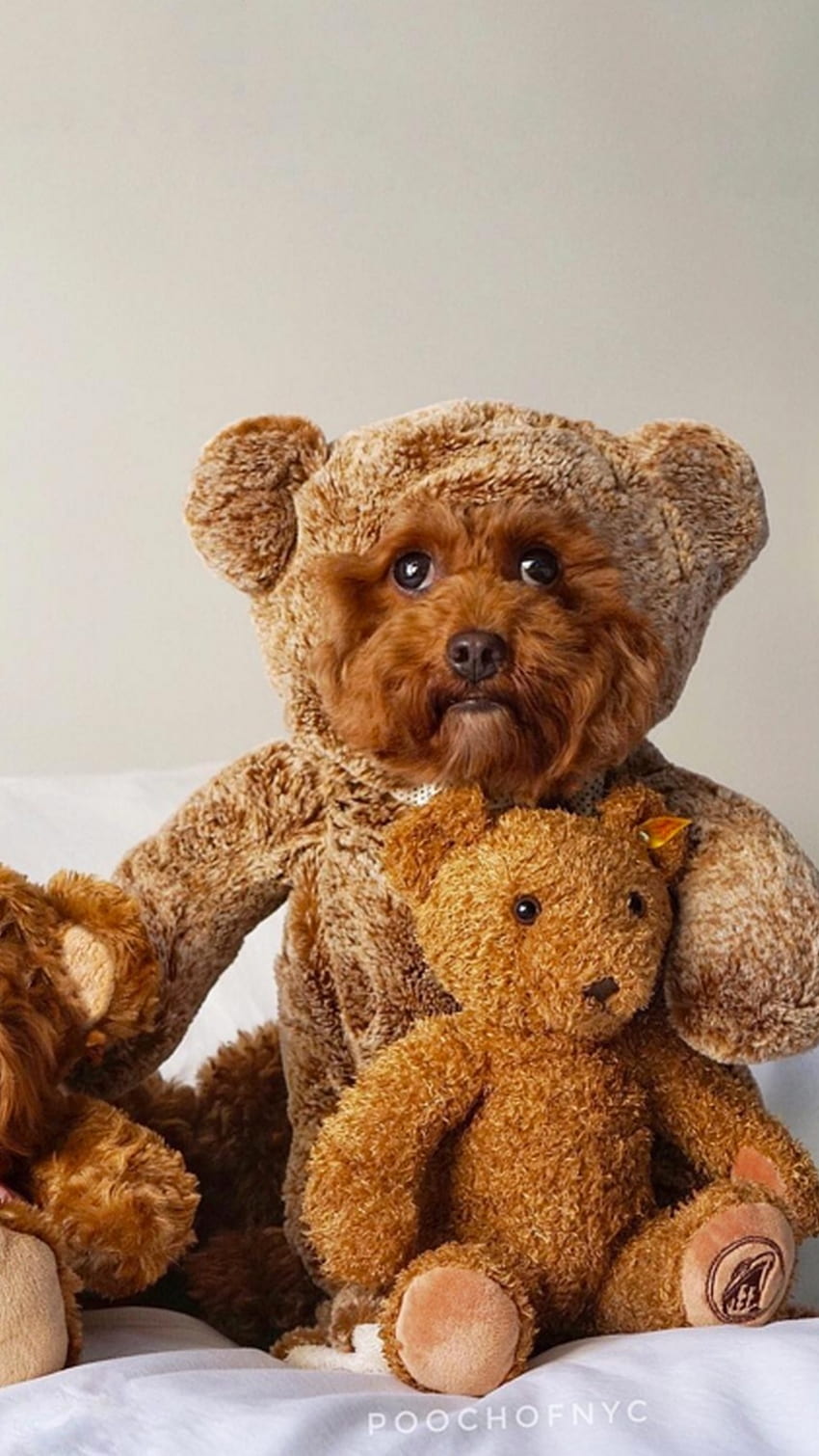 Teddy Bear Live, Cute Soft Toy HD phone wallpaper