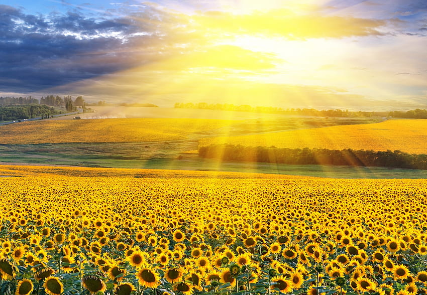 Field of Sunflowers, rays, scenery, sunflowers, lights, field, sky, nature HD wallpaper