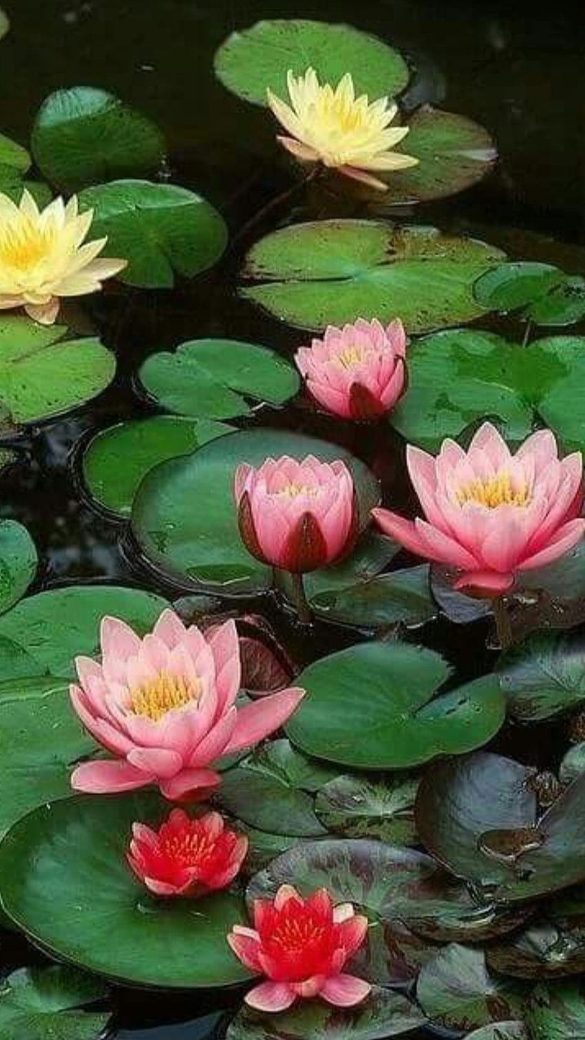 Water Lily, Pink Adorable Flower HD phone wallpaper | Pxfuel