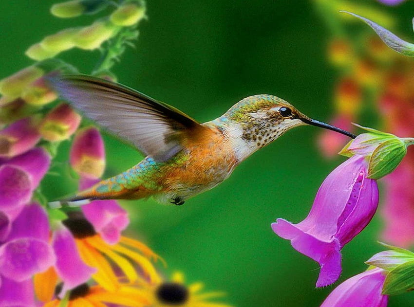 ★Revoloteo de colibrí★, pájaros, hermoso, primavera, prediseñado creativo, verano, amor en las cuatro estaciones, lindo, animales, colibrí, naturaleza, flores, encantador fondo de pantalla