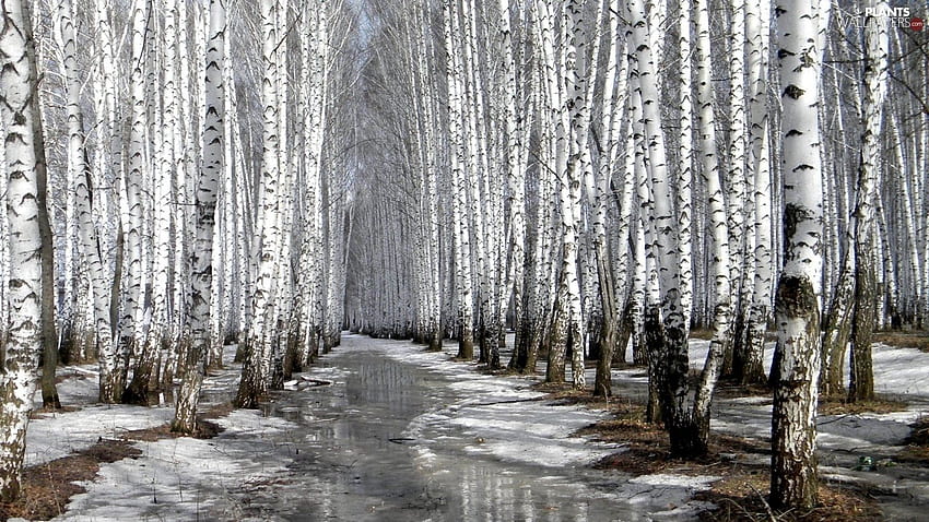 หิมะ ละลาย ป่า ไม้เรียว - พืช : . ของฉัน วอลล์เปเปอร์ HD