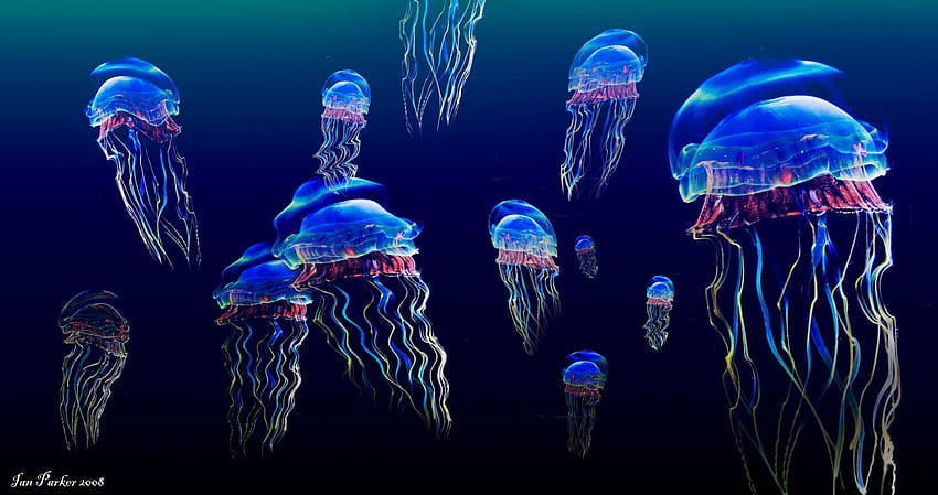 Jellyfish underwater ocean sea bokeh jelly (28), Neon Jellyfish HD wallpaper