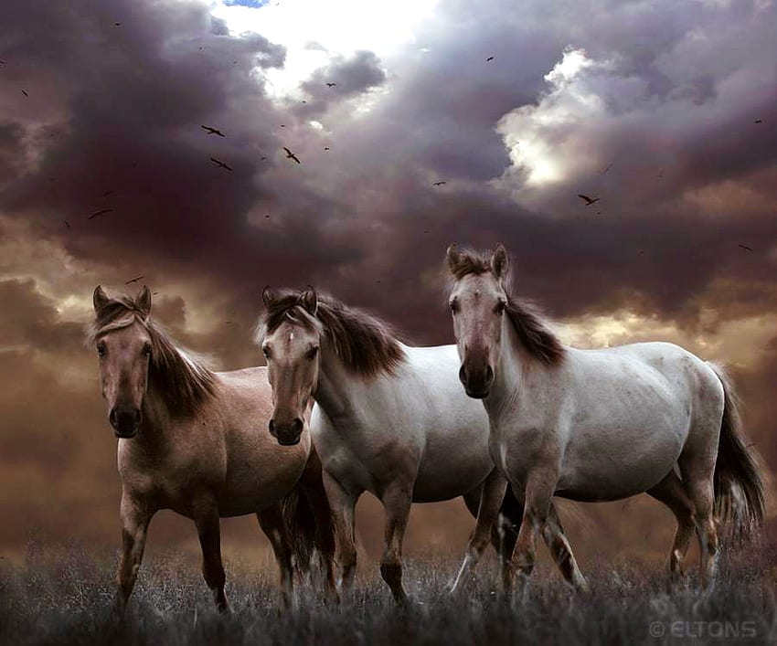 Three in the storm, white, hills, grey, wild, horses, brown, dark clouds, three, storm HD wallpaper