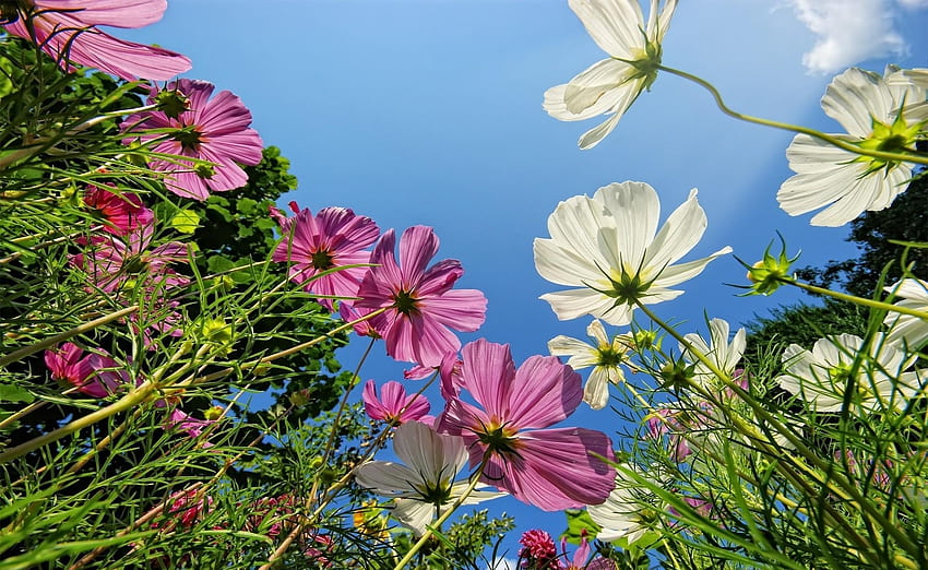 Flowers, Sky, Greens, Height, Kosmeya, Cosmos HD wallpaper