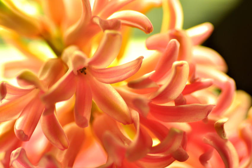 Hyazinthe, Blume, Makro, Blütenblätter HD-Hintergrundbild