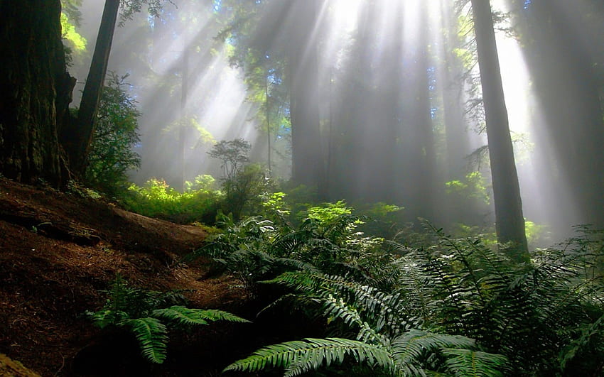 Belle forêt, vert, arbres, ciel, belle, nature, soleil, forêt Fond d'écran HD