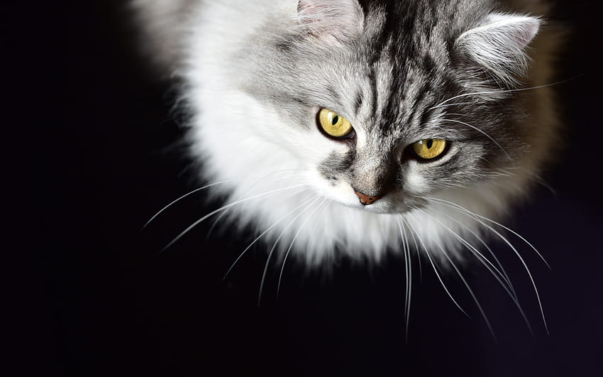Chat, pisica, animal, blanc, noir, jaune, yeux, pelucheux Fond d'écran HD