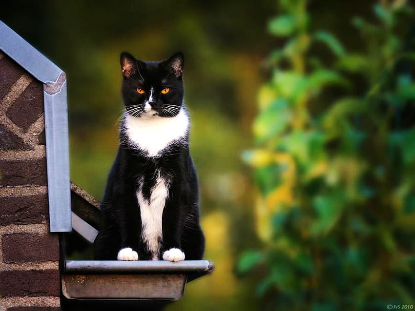 Sentry, perched, serious, black and white, stare, cat HD wallpaper