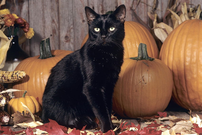 Scary Black Cat - Black Cat Halloween - -, Autumn Cat HD wallpaper | Pxfuel