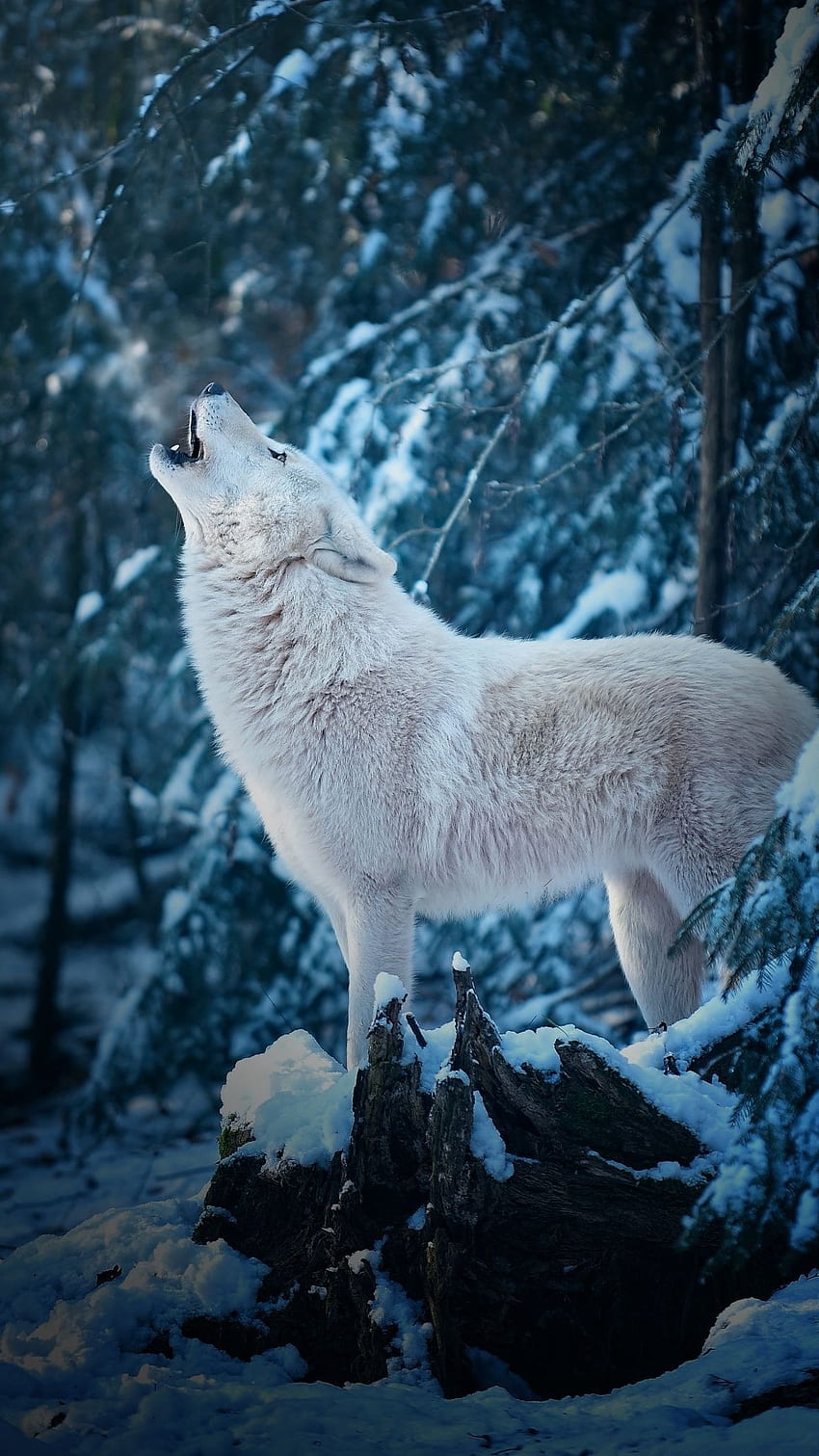 オオカミ、白いオオカミ、かわいいオオカミ HD電話の壁紙