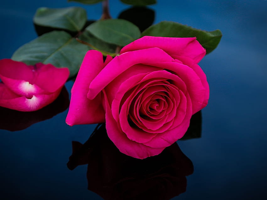 Pink rose, petals, darkness, Dark Pink Roses HD wallpaper