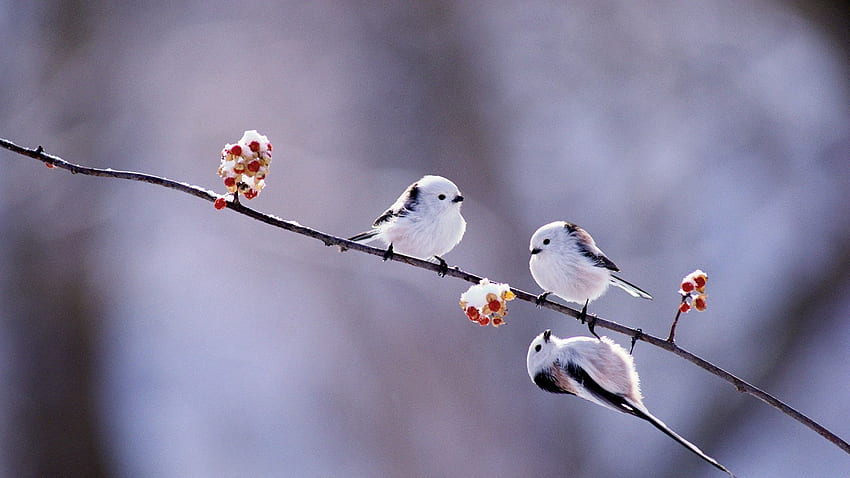 Oiseaux d'hiver, plumes blanches, brindilles, neige, baies Full , Cute Winter Bird Fond d'écran HD