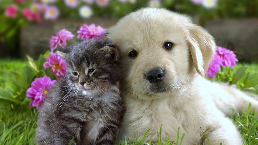 Animals, Flowers, Grass, Kitty, Kitten, Muzzle, Puppy HD wallpaper