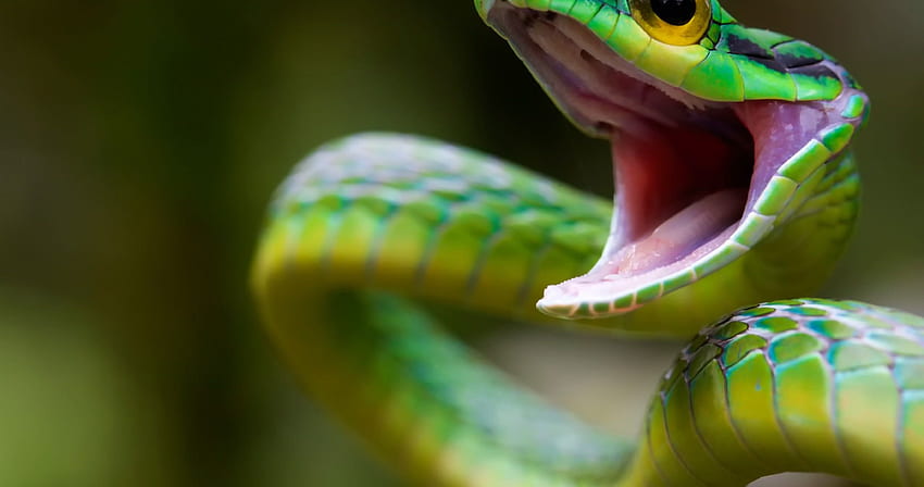 Green snake attack ultra . Green snake, Snake HD wallpaper | Pxfuel