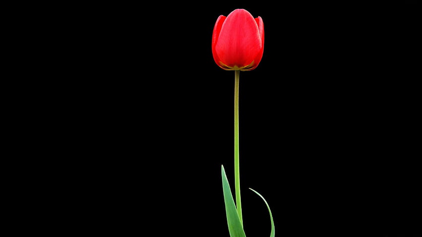 Flower, Minimalism, Black Background, Tulip, One HD wallpaper