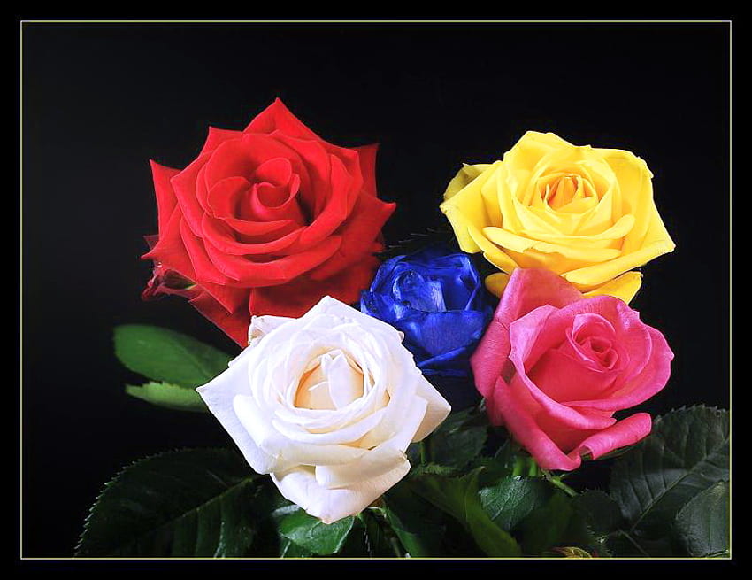 Roses for Carol :), blue, pink, white, roses, black background, yellow, green, red HD wallpaper
